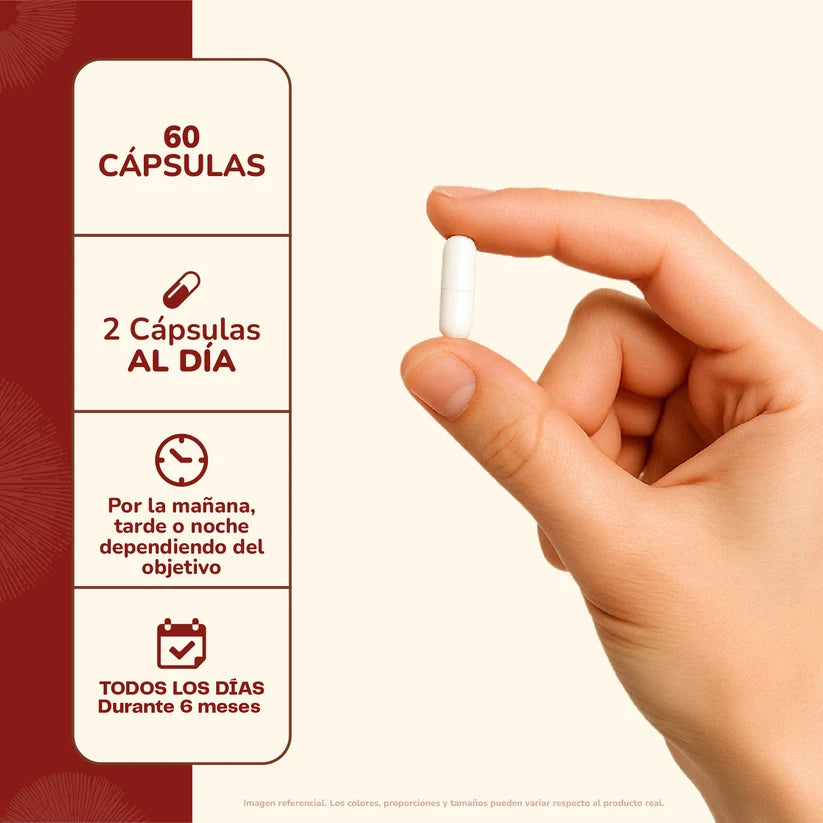 Reishi Hongo 500 Mg 60 Capsulas- Karún Life