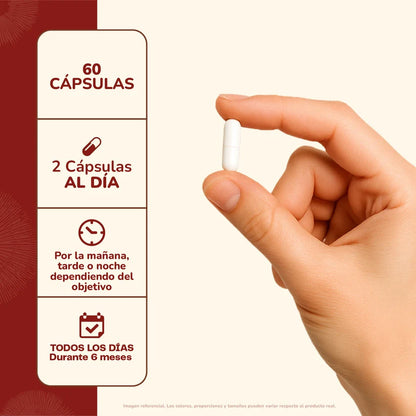 Reishi Hongo 500 Mg 60 Capsulas- Karún Life