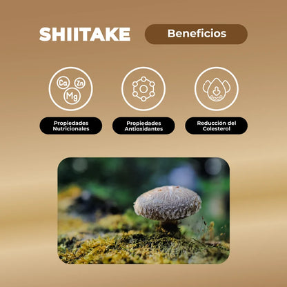 Shiitake 60 Capsulas 500 Mg - Karún Life