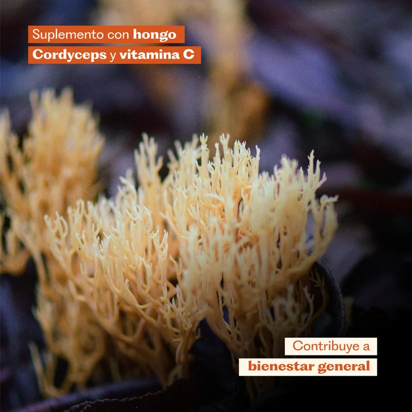 Cordyceps Suplemento Deportistas 60 Capsulas - Karún Life